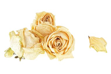 Beyaz bir arka plan üzerinde kuru gül çiçek