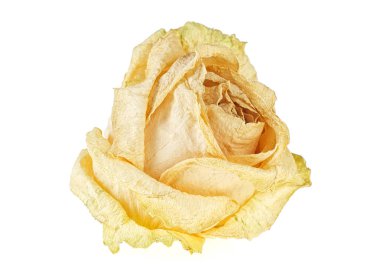 Beyaz arka plan üzerinde izole tek kuru gül