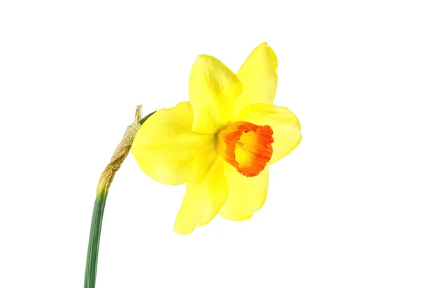 Singolo fiore di narciso giallo isolato su fondo bianco — Foto Stock