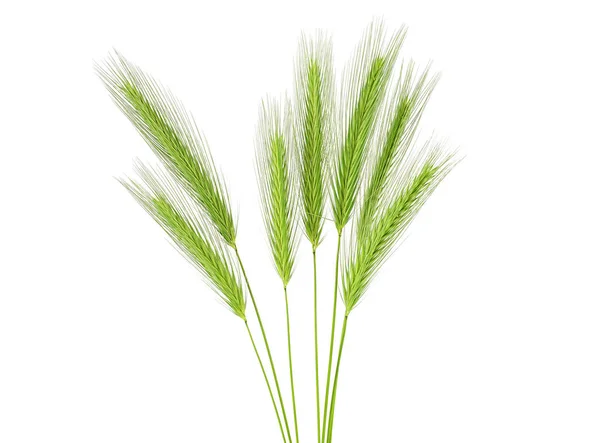 白い背景に分離された緑穂 — ストック写真