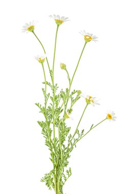 Beyaz arka plan üzerinde izole chamomiles