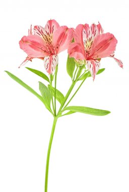 Beyaz arka plan üzerinde izole Alstroemeria pembe çiçekler
