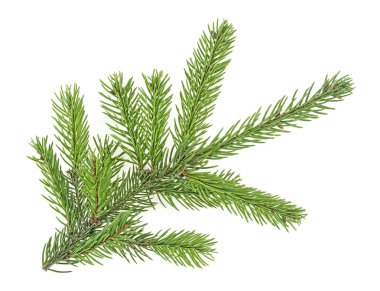 Beyaz arka planda izole edilmiş bir Noel ağacı dalı. Firavun dalı