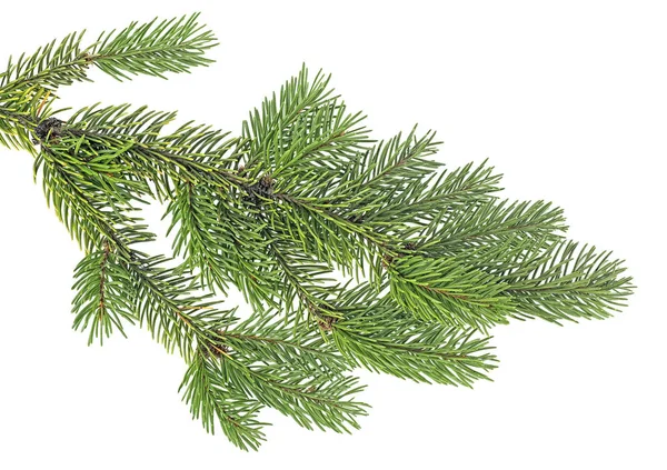 Closeup of fir branch isolated on a white background — Stock Photo, Image