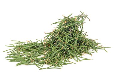 Çam ağaçlarının kozalaklı iğneleri ve köknar ağaçları...