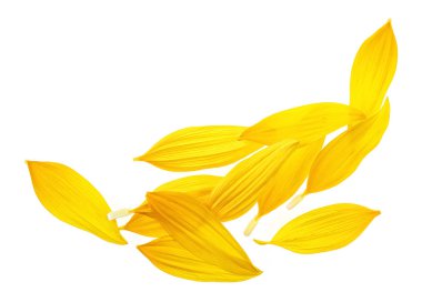 Beyaz arka planda izole edilmiş ayçiçeği yaprakları. Üst görünüm.