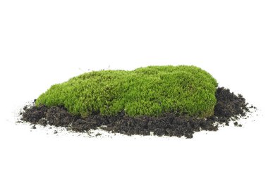 Toprak yığınında yeşil yosun, beyaz arka planda izole edilmiş, tam odaklı.