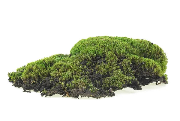 Зелений мох ізольований на білому тлі, крупним планом . — стокове фото