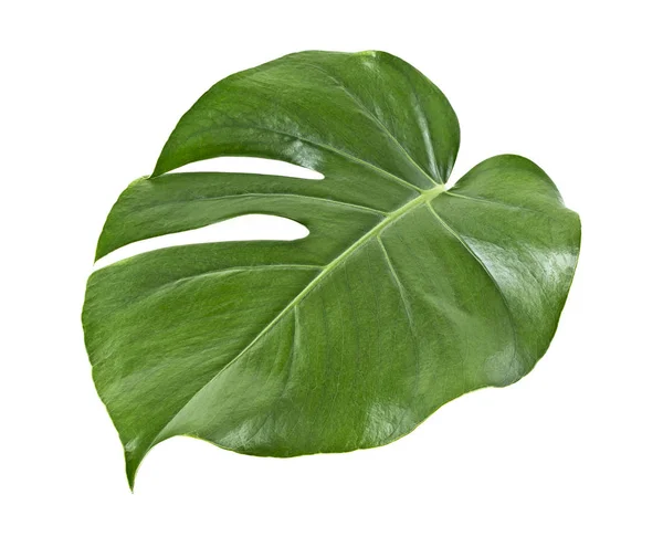 Hoja de planta de Monstera aislada sobre un fondo blanco. Víspera tropical — Foto de Stock