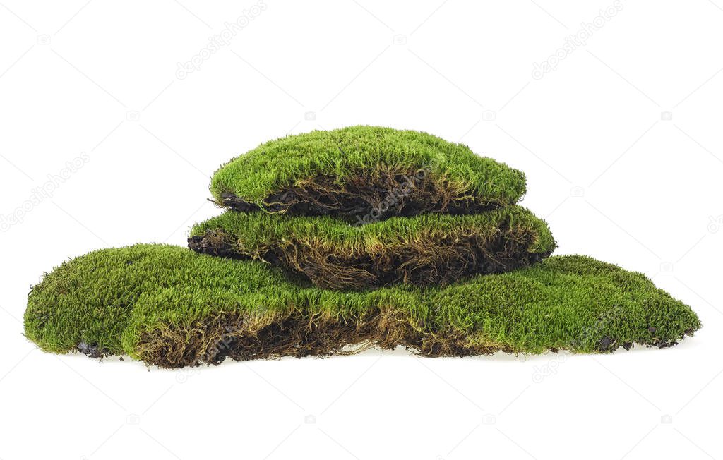 Green moss isolated on a white background. Forest moss.