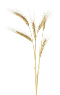Spikelets beyaz bir arka plan üzerinde izole çavdar