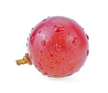 Beyaz b 'ye izole edilmiş su damlaları olan olgun bir kırmızı üzüm.