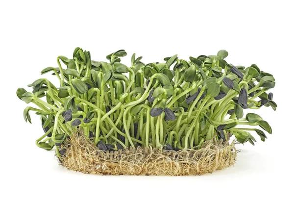 Ung groddar microgreen isolerad på vit bakgrund. Solros — Stockfoto