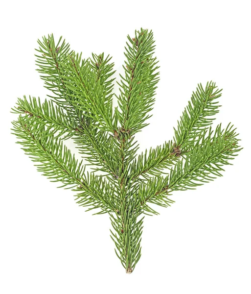 Branch of fir tree isolated on white background, top view. — ストック写真