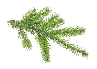 Beyaz arka planda köknar ağacı dalı. Noel ağacı dalı.