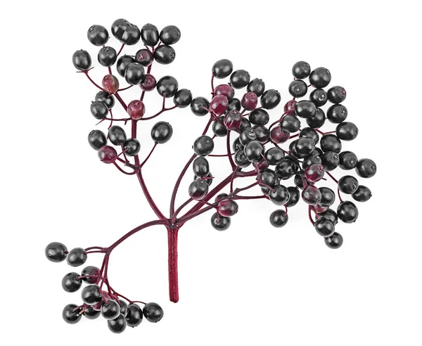 Svart fläderbär färsk frukt på gren isolerad på vit bakgrund — Stockfoto