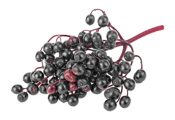 붉은 가지에 있는 검은 장과들은 흰 배경에서 분리되어 있다 — 스톡 사진