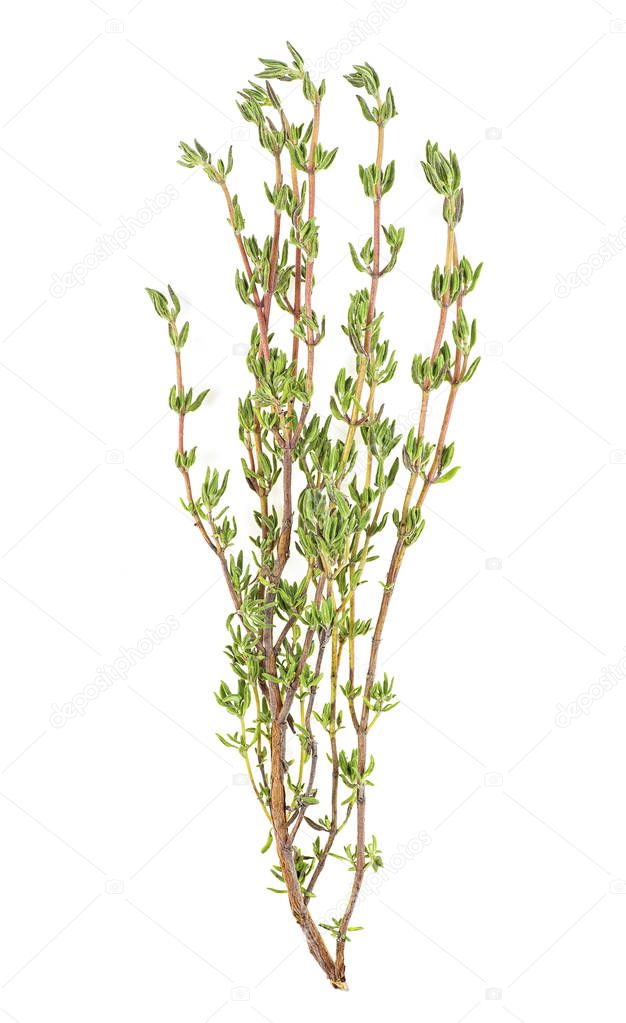 Thyme fresh herb isolated on a white background. Fresh thyme spi