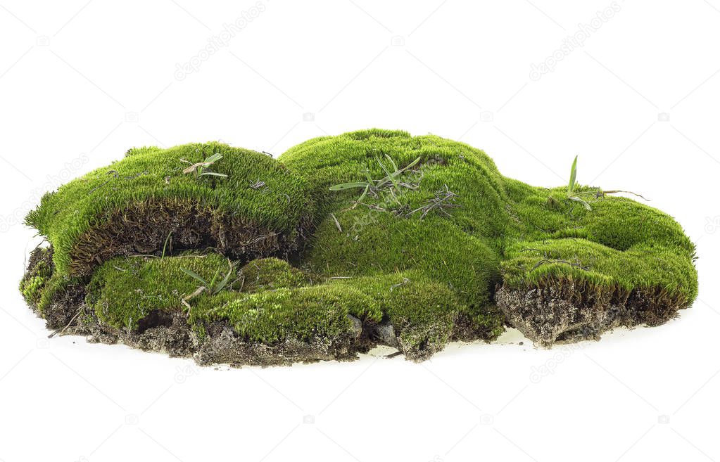 Green moss isolated on a white background. Mossy hill.