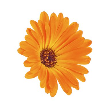 Beyaz bir arka plan üzerinde izole Kadife çiçeği kafası. Calendula f