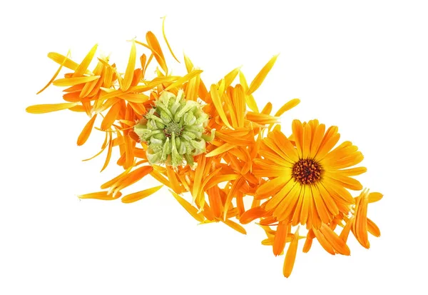 Calendula kwiat - Marigold kwiaty z pączkami, płatki izolowane na — Zdjęcie stockowe