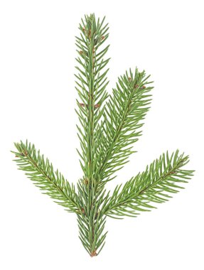 Beyaz bir arka plan üzerinde izole köknar dalı closeup