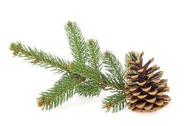 Beyaz bir arka plan üzerinde köknar koni ile çam ağacının dalını