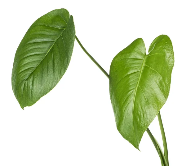 Two tropical jungle monstera leaves isolated on a white backgrou — Stock Photo, Image