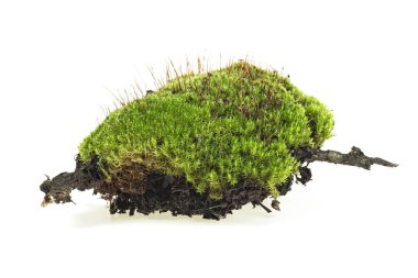 Küçük daldaki yeşil yosun beyaz bir arkaplanda izole edilmiş.