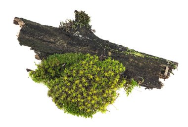 Beyaz arka planda izole edilmiş ağaç dalı üzerinde yeşil yosun