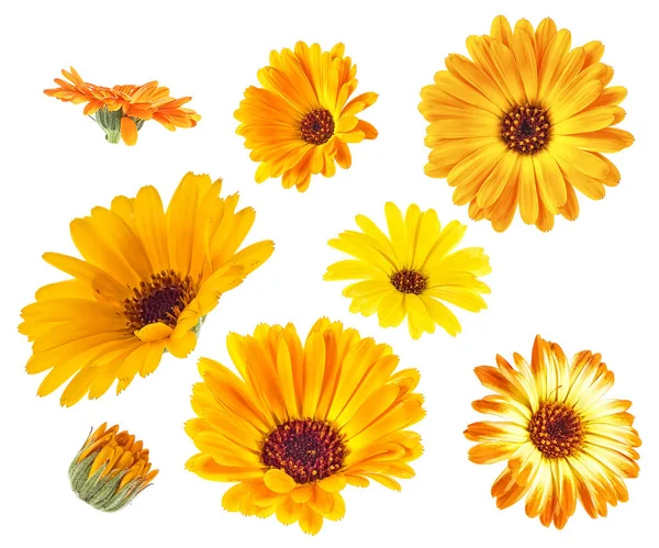 黄色とオレンジ色の花のコレクション上に孤立マリーゴールド — ストック写真