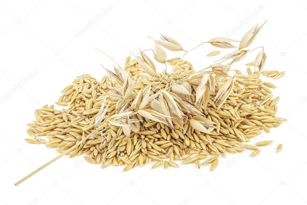 Oat spike with grains isolated on a white background. Full depth