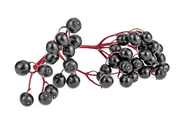 Cabang hitam elderberry pada latar belakang putih, makanan sehat. — Stok Foto