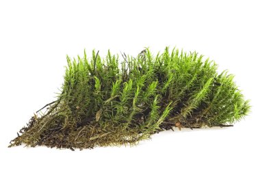 Yeşil orman yosunu beyaz arka planda izole edilmiş.