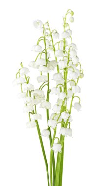 Beyaz backgroun üzerinde vadi çiçekleri güzel kokulu zambak