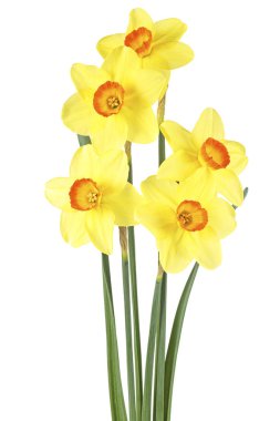 våren blommor narcissus isolerad på vit bakgrund