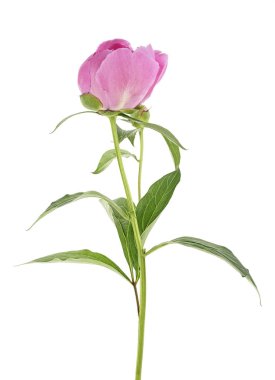 Beyaz bir arka plan üzerinde izole pembe Şakayık çiçeği