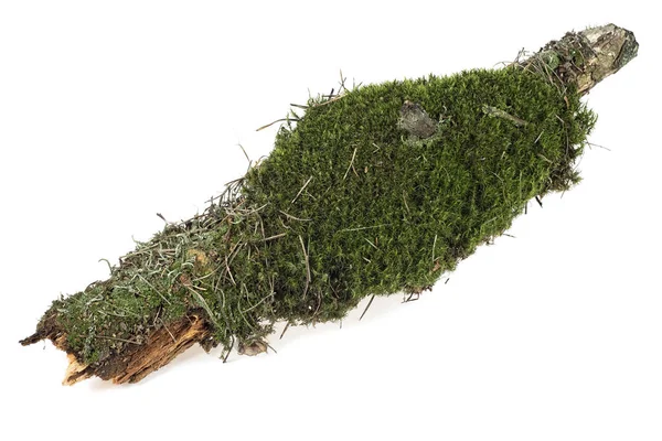 Green moss on rotten tree branch isolated on a white background — Stock Photo, Image