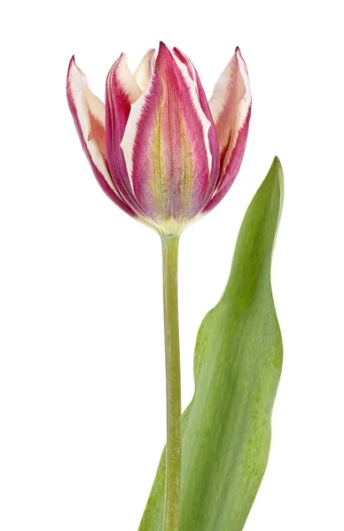 Λουλούδι την άνοιξη. Τουλίπα απομονωθεί σε λευκό φόντο. — Φωτογραφία Αρχείου