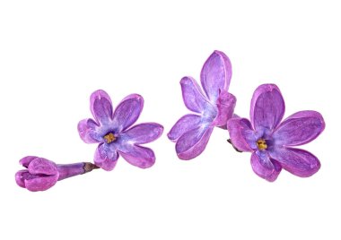 Eflatun çiçekler beyaz bir arka plan üzerinde izole