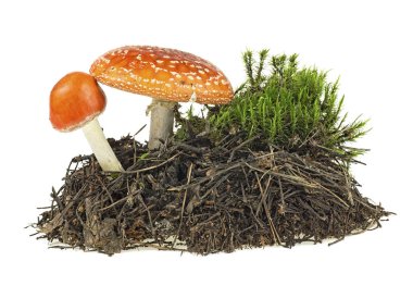 Yeşil yosunlu, beyaz sırtlı, yaban mantarları uçar.