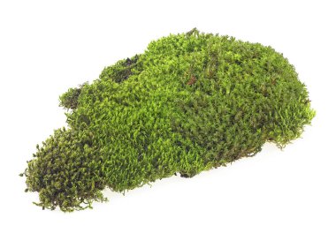 Beyaz bir arka plan üzerinde izole ıslak yeşil yosun