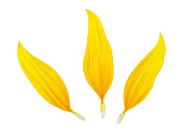 Beyaz arkaplanda izole edilmiş ayçiçeği yaprakları, üst görünüm.