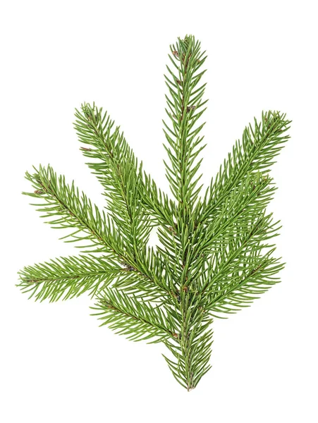 Closeup of fir tree branch isolated on white background, top vie — Stock Photo, Image