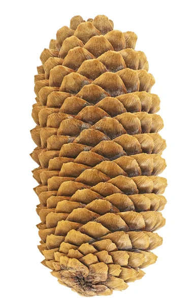 Vertical image of single fir cone isolated on a white background Stock Picture