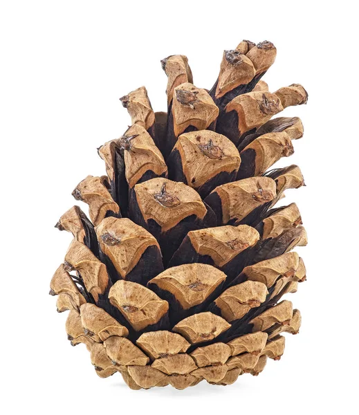 Cone de pinho isolado no fundo branco — Fotografia de Stock