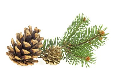 Beyaz arka planda çam kozalakları olan çam dalı. İsa