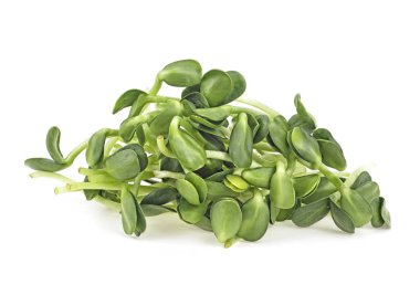 Genç filiz mikroyeşili beyaz arka planda izole edilmiş. Ayçiçeği 