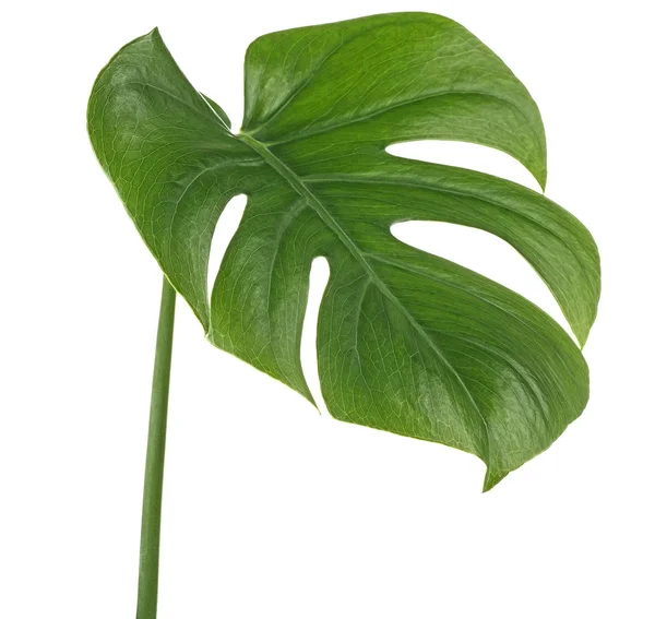 Grünes Monstera tropisches Blatt auf weißem Hintergrund. Tropische Palme — Stockfoto