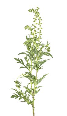 Ragweed bitkisi beyaz arka planda izole edilmiş. Ambrosia artemisii